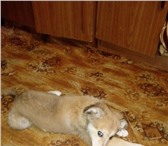 Щенок срочно ищет дом 3384006 Колли фото в Саратове