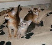 Питомник Золушка предлагает абиссинских котят: котика дикого окраса, возраст 5 месяцев, привит, 69400  фото в Москве