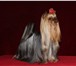 Фотография в Домашние животные Вязка собак Юный Чемпион России, Чемпион России приглашает в Москве 5 000