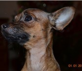 Фотография в Домашние животные Вязка собак Окрас:рыжий с чернью,возраст - 10 мес.;с в Барнауле 4 500