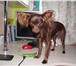 Foto в Домашние животные Вязка собак Имеется у нас трехгодовалый длинношерстный в Тюмени 0