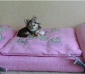 Фотография в Домашние животные Услуги для животных Мы гарантируем сохранность Вашей собаки, в Санкт-Петербурге 500