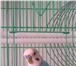 Фотография в Домашние животные Другие животные В связи с переездом продам волнистого попугайчика, в Владивостоке 1 500