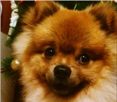 Фото в Домашние животные Вязка собак Померанский шпиц, соболинно-рыжий окрас, в Перми 3 000