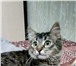 Фото в Домашние животные Отдам даром Котенок, пока зову Мелким, Мелкусом. 5 месяцев, в Тольятти 10