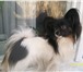 Foto в Домашние животные Вязка собак Предлагаю для вязки молодого породистого в Москве 15 000