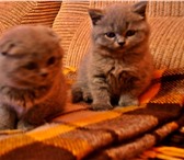 Фотография в Домашние животные Другие животные Очень красивые котята скоттиш страйт (Scottish в Киеве 1 000