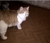 Foto в Домашние животные Вязка Приглашаем на вязку опытную кошку. Место в Ставрополе 2 000