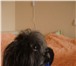 Изображение в Домашние животные Вязка собак Девочка Бельгийский гриффон ищет мальчика в Тюмени 100
