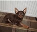 Фотография в Домашние животные Вязка собак Красивый молодой темпераментный кобель приглашает в Москве 4 000
