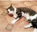 Фото в  Отдам даром-приму в дар Замечательный кот Яша, очень ласковый, мурчащий, в Санкт-Петербурге 1