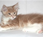 Котята Мейн-кун 2399745 Мейн-кун фото в Санкт-Петербурге