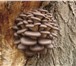 Foto в Домашние животные Растения Начать домашнее грибоводство можно с непритязательной в Ростове-на-Дону 1 620
