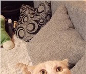 Фото в Домашние животные Вязка Шикарный Опытный котик возрастом 2 года . в Екатеринбурге 1 500