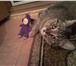 Foto в Домашние животные Вязка Красивая беспородистая серая кошка ищет простого в Ульяновске 200