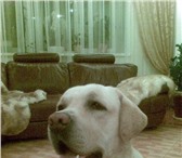 Изображение в Домашние животные Вязка собак Перспективный кобель лабрадора палевого окраса в Самаре 0