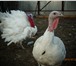Изображение в Домашние животные Птички Продам мясо домашних бройлеров. Выращенные в Тольятти 250