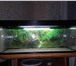 Фотография в Домашние животные Разное Здравствуйте, продаю практически новый аквариум, в Москве 3 000