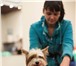 Фото в Домашние животные Услуги для животных Фитнес для Вашей собаки! Хорошая физическая в Тюмени 800