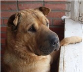 Фото в Домашние животные Вязка собак Красавец кабель" Партос" (шарпей\помесь), в Новокуйбышевске 0