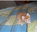 Изображение в Домашние животные Отдам даром котятам 1 мес. к туалету приучены, кушают, в Петрозаводске 0