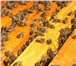 Фотография в Домашние животные Другие животные Продам отличную пасеку с пчелосемьями. По в Нижнекамске 8 000