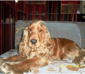 Изображение в Домашние животные Вязка собак Кобель, возраст 4 года, окрас светлый, красивый в Иркутске 0