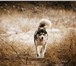 Фото в Домашние животные Вязка собак Предлагаем для вязки кобеля сибирского хаски, в Туле 0