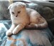 Скоттиш-фолд,  девочка 3597675 Скоттиш фолд фото в Санкт-Петербурге