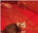 Фото в Домашние животные Отдам даром отдаю котенка,приучен к лотку. только бездетным в Казани 0