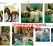 Изображение в Домашние животные Услуги для животных Стрижка собак и кошек всех пород.Выезд к в Москве 900