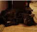 Фото в Домашние животные Отдам даром Вынуждены отдать кота 13 лет от роду по кличке в Тамбове 0