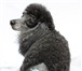 Фотография в Домашние животные Стрижка собак 20 лет служим красоте• Тримминг, купание, в Москве 1 000
