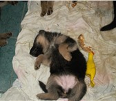 Щенки немецкой овчарки от хороших родителей 2099255 Немецкая овчарка фото в Краснодаре