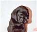 Продаются щенки лабрадора-ретривера: две чёрные девочки и один шоколадный мальчик, Родились 12, 03, 2 64627  фото в Великом Новгороде