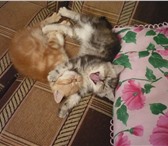 Продаю плюшевых персидских котят с отличной родословной, Воспитанные, лсковые, игривые, Возраст-2 ме 69436  фото в Вологде