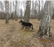 Фото в Домашние животные Вязка собак Нужна сука восточноевропейской овчарки (немецкой) в Москве 2 000