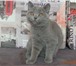 Британский котик 3 мес,   голубого окраса из п-ка Silver Blossom, 2612747 Британская короткошерстная фото в Москве
