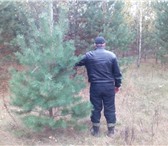 Изображение в Прочее,  разное Разное Принимаем оптовые заказы на новогодние сосны, в Белгороде 0