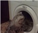 Фотография в Домашние животные Вязка Шотландский кот ( окрас мрамор на сером с в Новокузнецке 2 000