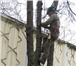 Фотография в Прочее,  разное Разное Удаление деревьев по низким ценам в Москве в Москве 20
