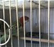 Фотография в Домашние животные Птички Продаю жако краснохвостых ,  бурахвостых, в Санкт-Петербурге 0