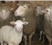 Изображение в Домашние животные Другие животные Продаём курдючных баранов Эдильбаевской породы, в Москве 160