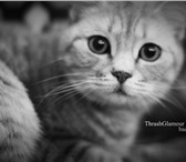 Foto в Домашние животные Вязка Интеллигентная породистая кошка (Британка)серого в Дзержинске 0