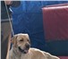 Foto в Домашние животные Услуги для животных 1.Управляемая городская собака ( УГС).2. в Саратове 500