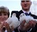 Фото в Развлечения и досуг Организация праздников Организация и проведение свадеб и мероприятий в Челябинске 0
