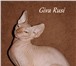 Питомник канадских сфинксов GIVA RUSI предлагает котят на продажу, Котята в качестве домашнего люб 69751  фото в Зеленоград