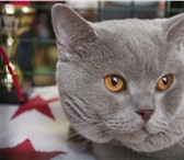 Foto в Домашние животные Вязка Британский короткошерстный кот BRUCE GOLD в Москве 3 000