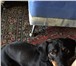 Foto в Домашние животные Вязка собак Зовут Тоби. Ему 6 лет. Чепрачного цвета. в Тюмени 100