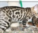 Питомник бенгальских кошек предлагает котят, весьма крупных, как в разведение, так и для себя 69136  фото в Нижневартовске